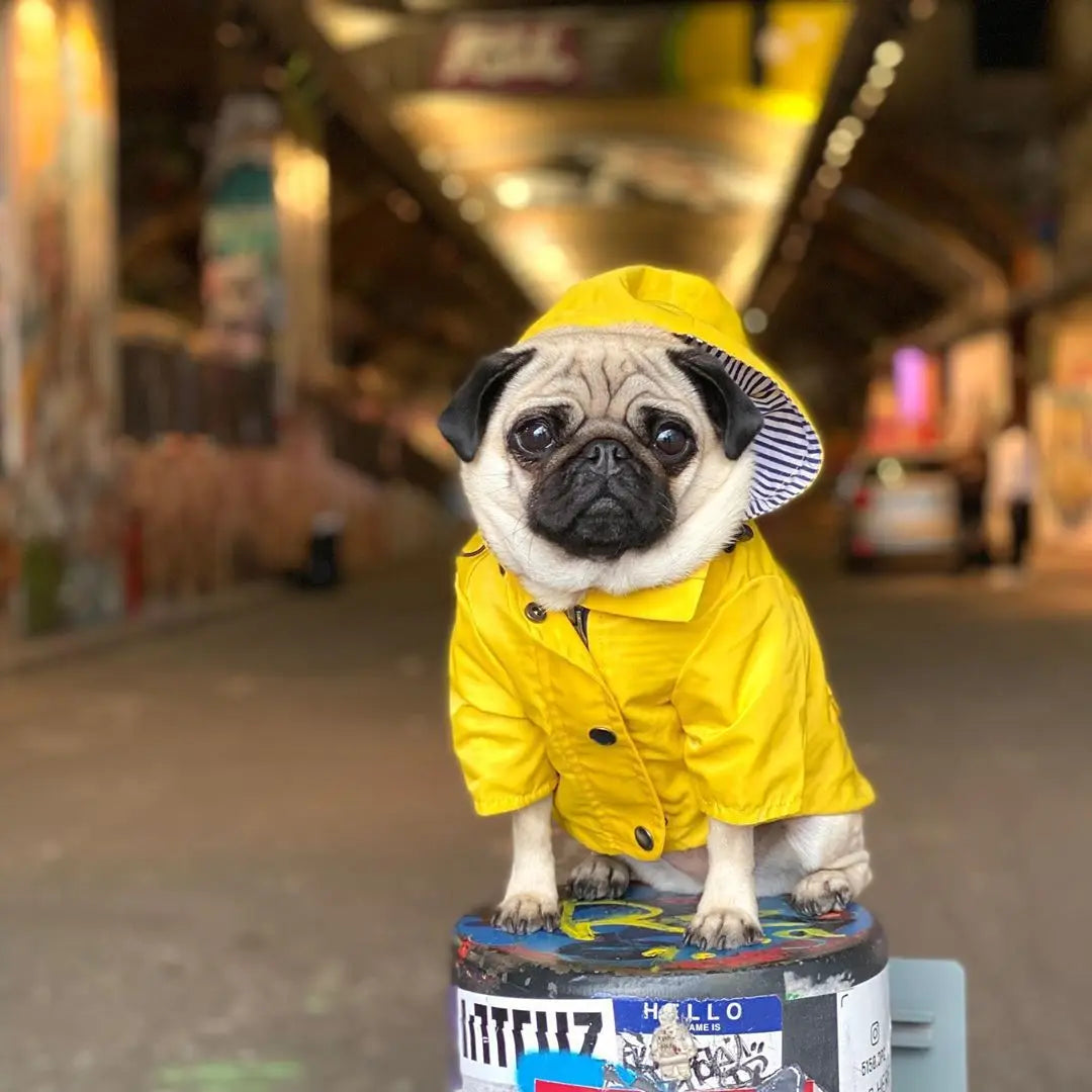 Pet Dog Clothes for Small Medium Dogs Waterproof Puppy Raincoat Fashion Cool Dog Jacket Coat Windproof Dogs Outfit Pet Supplie