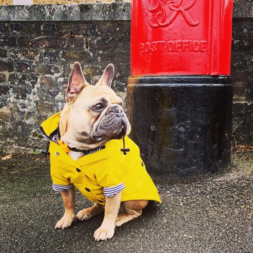 Pet Dog Clothes for Small Medium Dogs Waterproof Puppy Raincoat Fashion Cool Dog Jacket Coat Windproof Dogs Outfit Pet Supplie